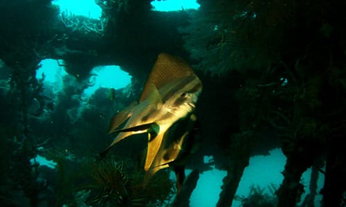 Picture from Coral Bay, Coron - Advanced Course